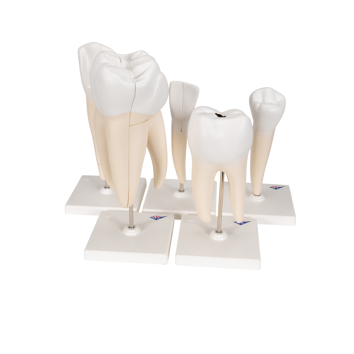 Tand modellen, set van 5 stuks