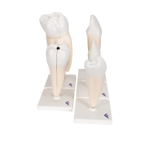Tand modellen, set van 5 stuks