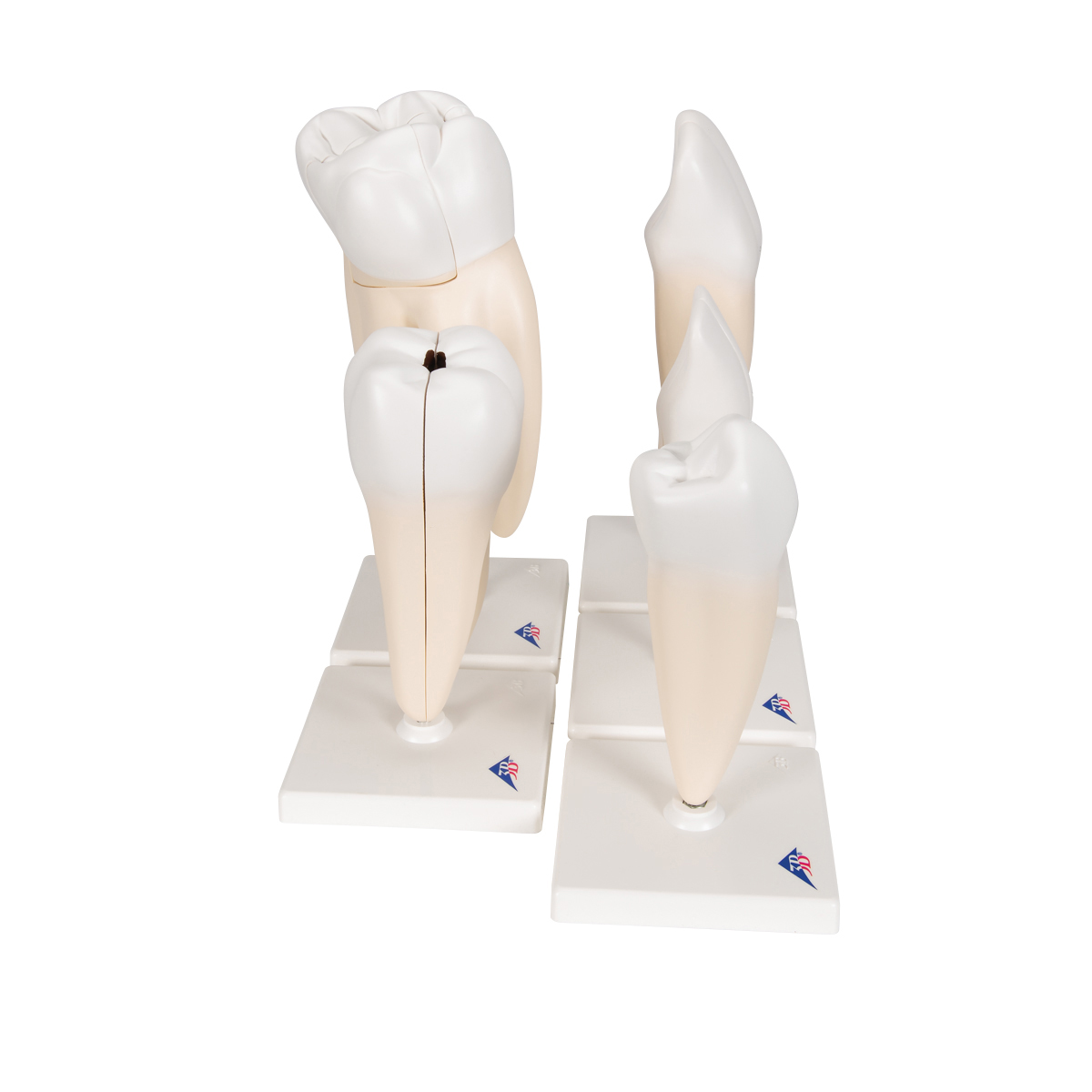 Tand modellen, set van 5 stuks