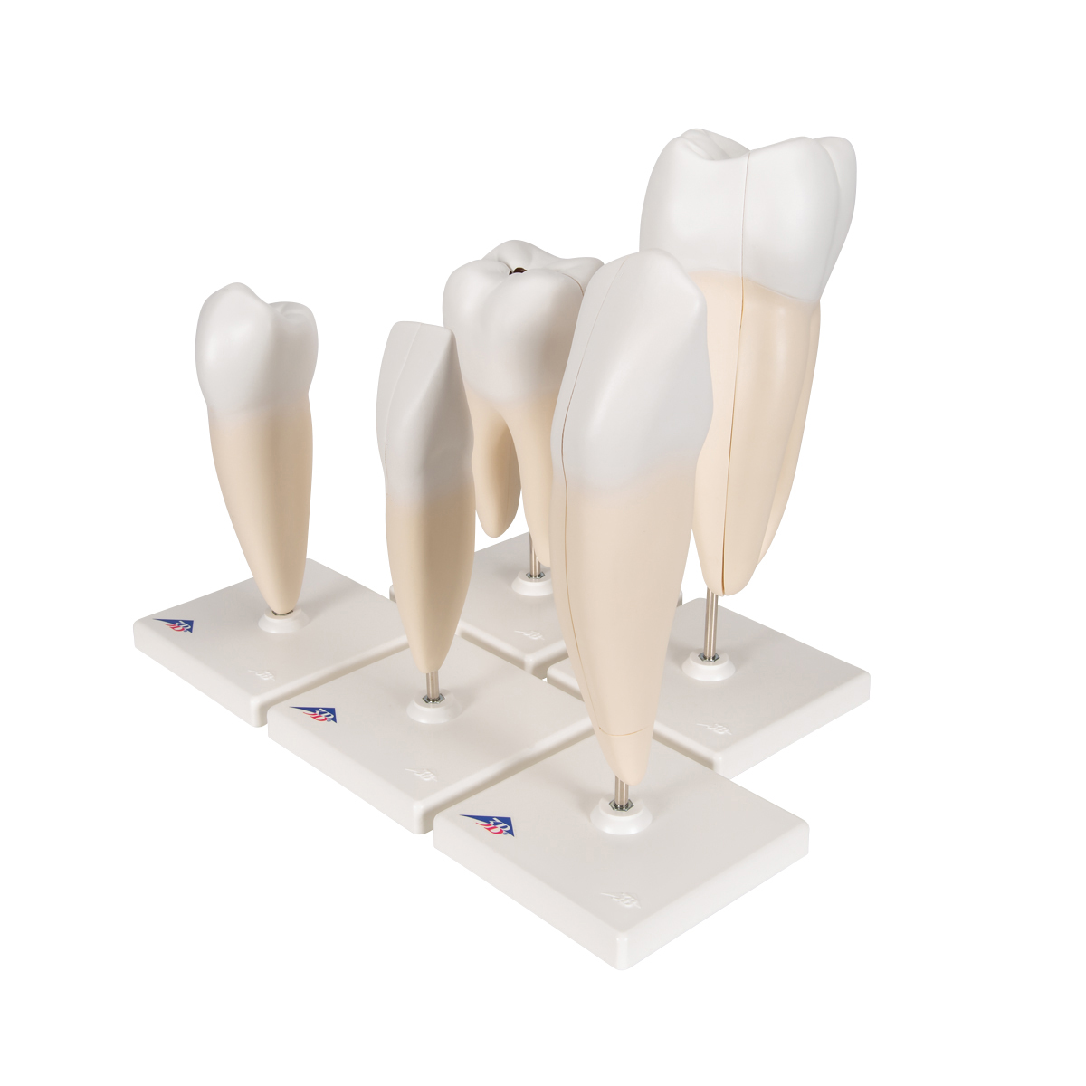 Tand modellen, set van 5 stuks