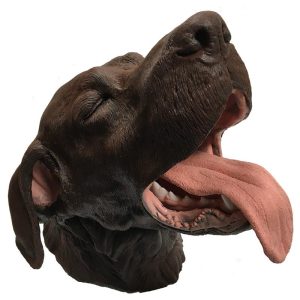 Tandheelkundig Model Hond