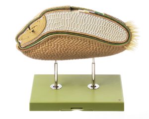 Tarwekorrel Model