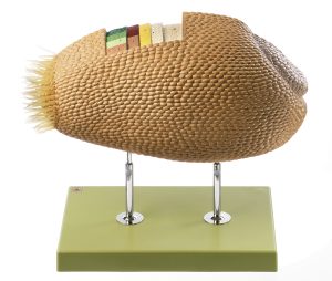 Tarwekorrel Model