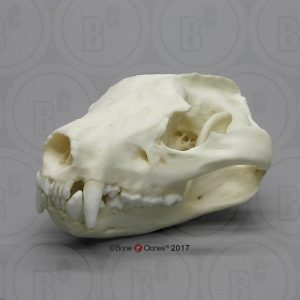 Tasmaanse Duivel Schedelmodel