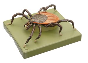 Teek Model
