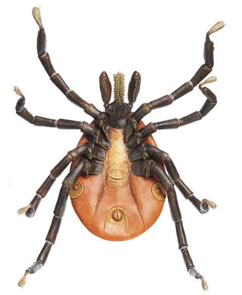 Teek Model