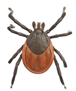 Teek Model