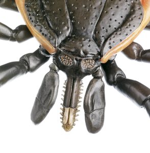 Teek Model
