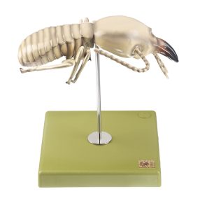 Termiet Model