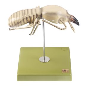 Termiet Model