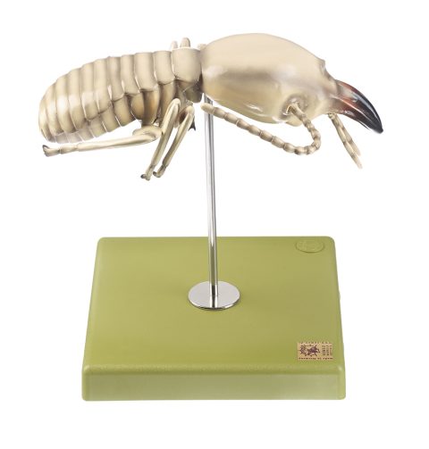 Termiet Model