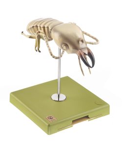 Termiet Model