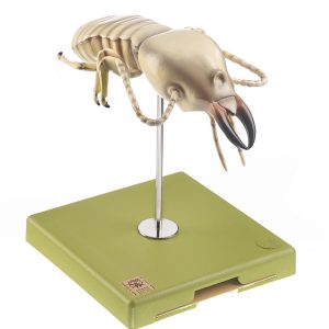 Termiet Model