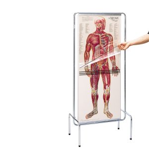 Thin Man, 5-laagse anatomie poster