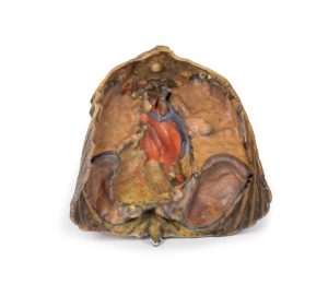 Thorax met Hart en Bloedvaten, 3D Print