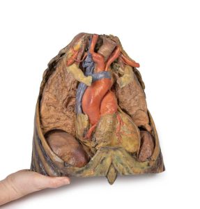 Thorax met Hart en Bloedvaten, 3D Print