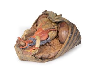 Thorax met Hart en Bloedvaten, 3D Print