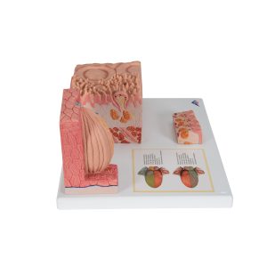 Tong micro-anatomie model