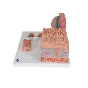 Tong micro-anatomie model