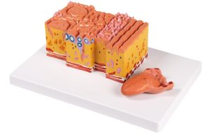 Tong en Tongweefsel Model