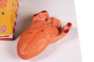 Tong en Tongweefsel Model