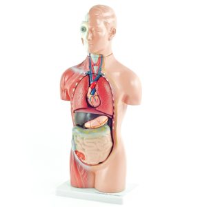 Budget Torsomodel, 45 cm, 18-delig