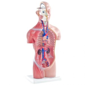 Budget Torsomodel, 45 cm, 18-delig