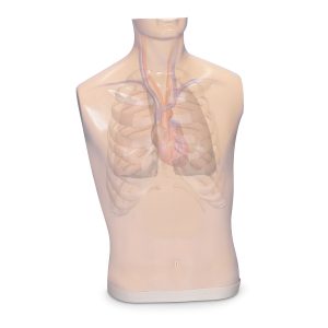 Torso voor Auscultatie Trainer