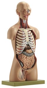 Torso Man met Hoofd, 15-delig