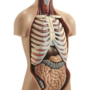 Torso Man met Hoofd, 15-delig