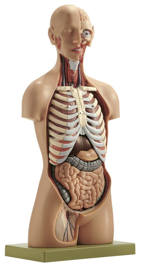 Torso Man met Hoofd, 15-delig