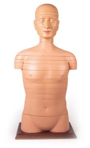 Torso Model met Dwarsdoorsnedes, 24-delig