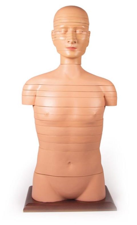 Torso Model met Dwarsdoorsnedes, 24-delig