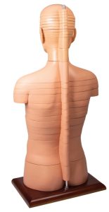 Torso Model met Dwarsdoorsnedes, 24-delig