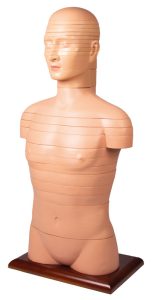 Torso Model met Dwarsdoorsnedes, 24-delig