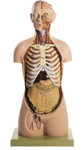 Torso Model Man met Open Rug, 20-delig