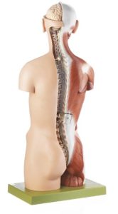 Torso Model Man/Vrouw met Spieren en Open Rug, 20-delig