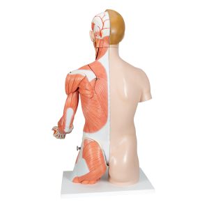 Anatomisch Model Torso met Armspieren, 33-delig