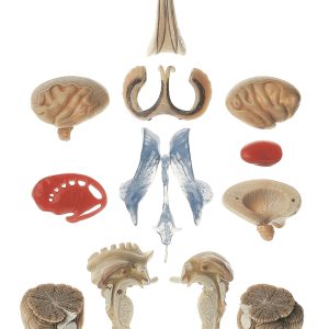 Transparant Hersenmodel, 15-delig