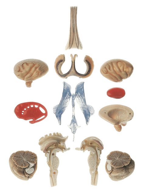 Transparant Hersenmodel, 15-delig