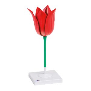 Tulp Model