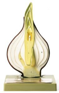 Tulpenbol Model