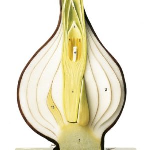 Tulpenbol Model