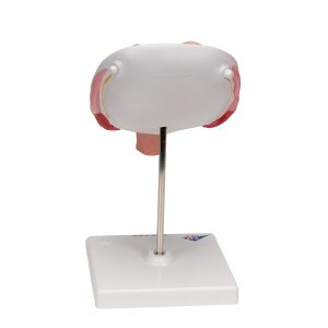 Tweeling foetus model maand 5