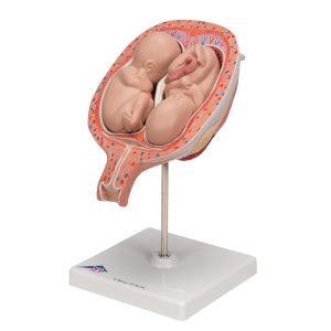 Tweeling foetus model maand 5