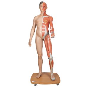 Twee-slachtig Aziatisch Spieren model, WARE GROOTTE