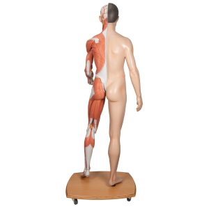 Twee-slachtig Aziatisch Spieren model, WARE GROOTTE