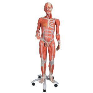 Tweeslachtig Spieren model, 45 delig