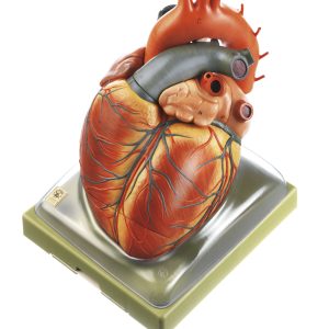 Uitvergroot Hart Model