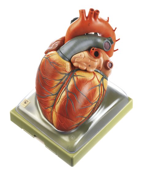 Uitvergroot Hart Model